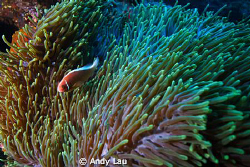 canon 350d   sea&seaflash x 2 by Andy Lau 